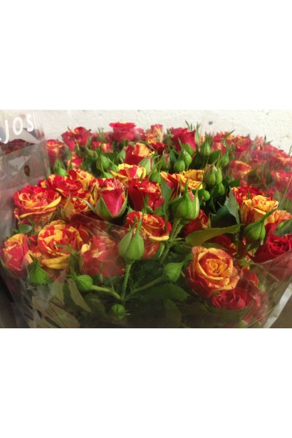 Троянда червоно-жовта Фаєр Флеш